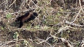 First wolverine sighting in over 30 years reported along Oregon river near Portland