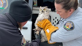 Officer wades through waist-high snow to rescue owl with broken wing