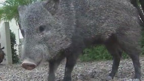 Tucson dog walker suffers broken leg after javelina attack