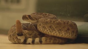 Rattlesnakes becoming active again as it warms up in Phoenix