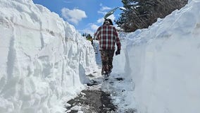 Volunteer shovel brigade clears snowy path to help migrating Yellowstone bison