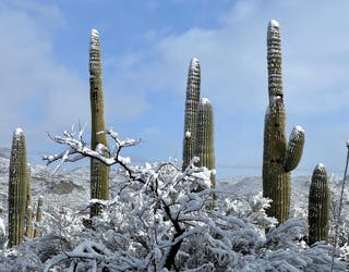 Snow covered Saguaro cactus in Scottsdale, Arizona.