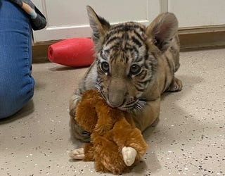 A year later: Phoenix tiger cub seized by police is doing well at