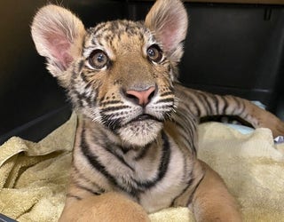 A year later: Phoenix tiger cub seized by police is doing well at