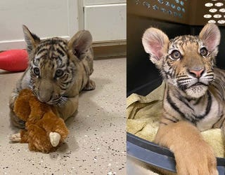 A year later: Phoenix tiger cub seized by police is doing well at