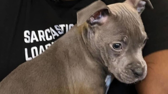Detroit man in custody after beating puppy, dumping animal in trash for breaking his sunglasses