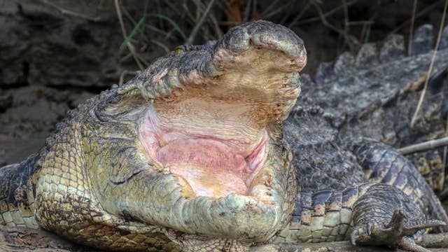 Famous 14-foot crocodile goes missing in Australia river, considered dangerous