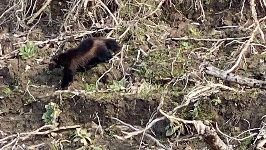 032223_Columbia_river_wolverine_032023_Cascadia_Wild1.jpg