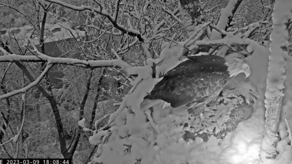 California-snowstorm-bald-eagle-IV.jpg