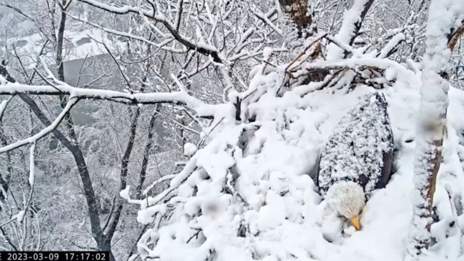 California-snowstorm-bald-eagle-V.jpg