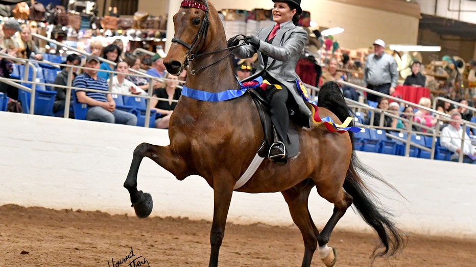 Carousel Charity Horse Show