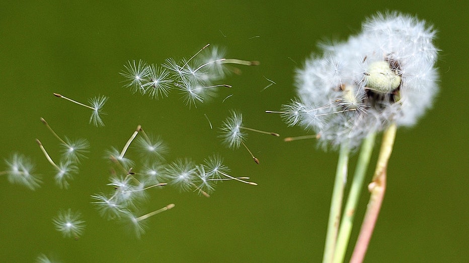 Dandelion-pollen.jpg