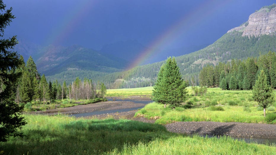 Mountain Prairie with Lodgepole Pine Forest with Double Rainbow over River Lamar Valley Yellowstone National Park Wyoming.
