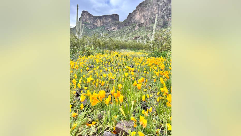 Nothing screams spring more than these lovely wildflowers! Thanks Lisa Moore for sharing this amazing wildflower photo from Picacho Peak State Park!