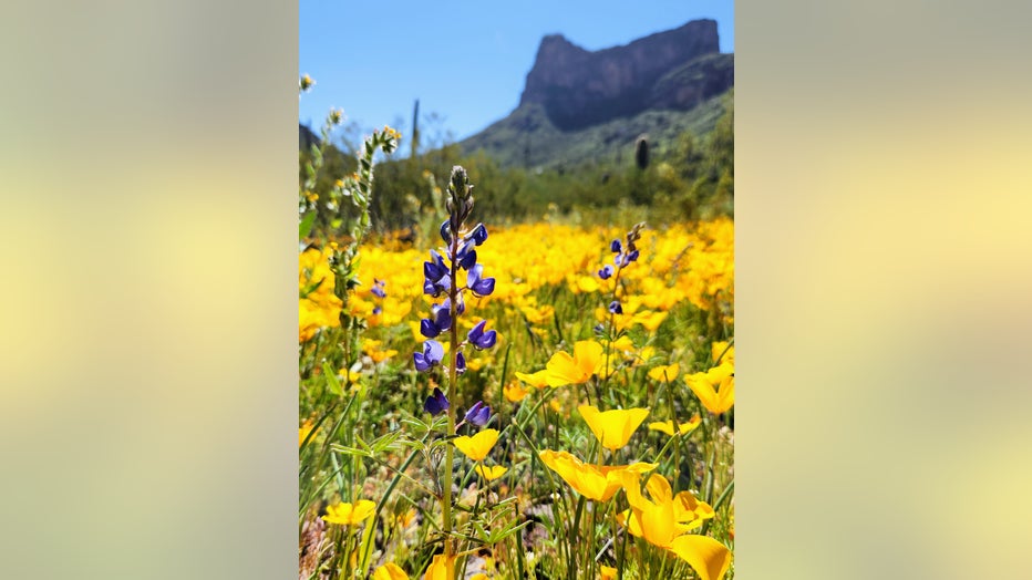 Spring definitely has sprung in parts of Arizona! Get a glimpse of these beauty before its too late! Thanks Iris Alma Jose for sharing these photos from Picacho Peak State Park!