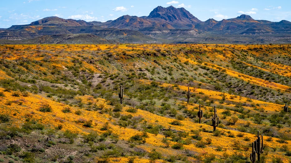 Nothing makes the Arizona desert look better during this time of the year than wildflowers! Thanks Tom Kiewel for sharing this lovely photo with us all!