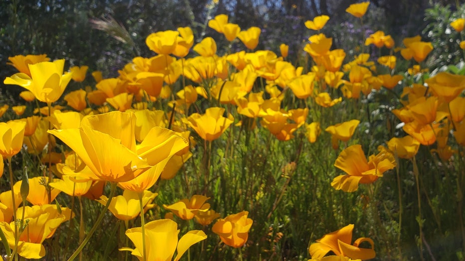 As a golfer once said, "Dont hurry, dont worry, and be sure to smell the flowers along the way." Thanks Nicole Funicello for this nice photo from along a trail in Mesa!