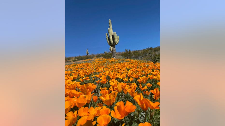 The weekend is finally here! Stay safe, and while you're at it, get out there and enjoy the wildflower bloom! Thanks Matt Goseyun for sharing this lovely photo with us!