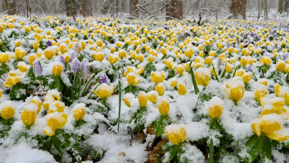 Snow-flowers.jpg
