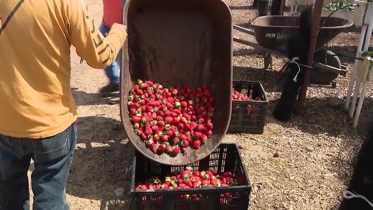 Where are the berries? Recent California storms causing strawberry shortages in Arizona