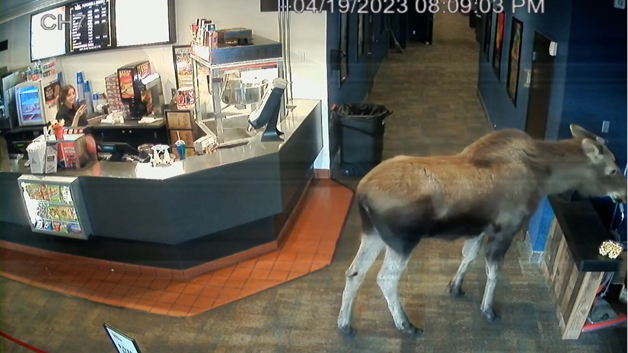 Watch: Moose helps itself to popcorn and a Happy Meal at Alaska movie theater