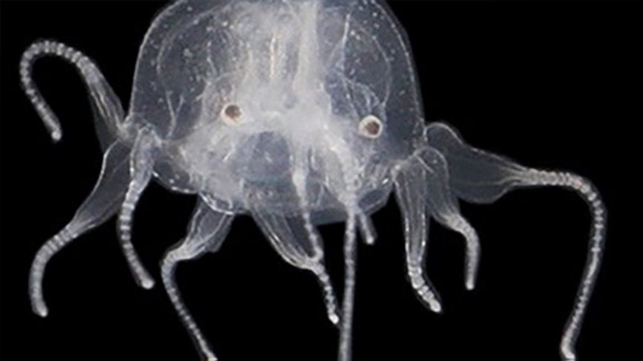 See it before it sees you: New species of jellyfish found with 24