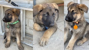 Meet Blaze, Smokey & Flame: Puppies rescued from Phoenix house fire looking for homes