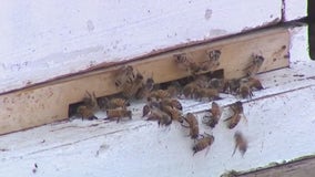 How has Arizona's wet winter impacted the honey bees?