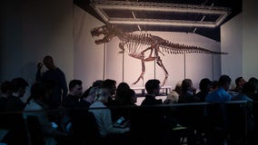 Jurassic jackpot: Entire T. rex dinosaur skeleton found in US auctions for $6.2 million