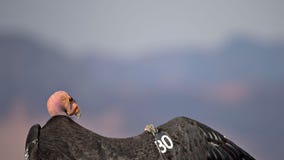 Avian flu kills 3 California condors in northern Arizona