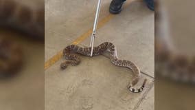 Southern Arizona woman treated for snake bite amid busy rattlesnake season