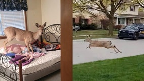 Deer breaks into Michigan home, runs around house before fleeing