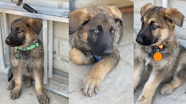 Meet Blaze, Smokey & Flame: Puppies rescued from Phoenix house fire looking for homes