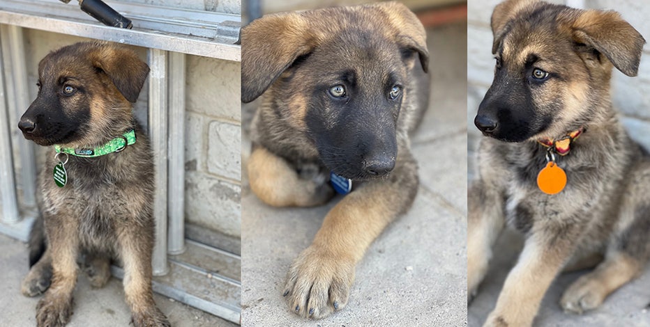 Meet Blaze, Smokey & Flame: Puppies rescued from Phoenix house fire looking for homes