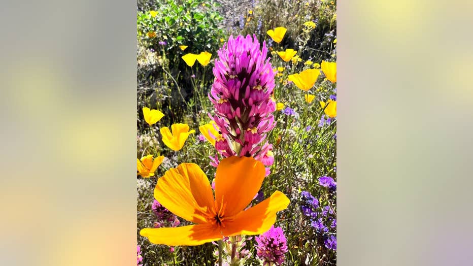 AZ wildflowers bush highway