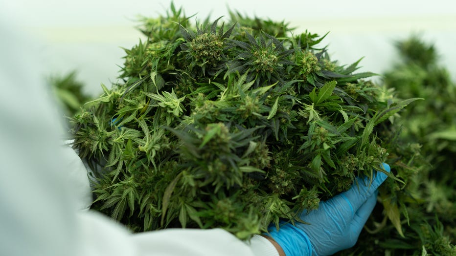Harvested cannabis flowers (Photographer: Natalia Ortiz Mantilla/Bloomberg via Getty Images)