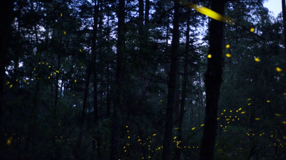 Fireflies In The Forest - Graham County