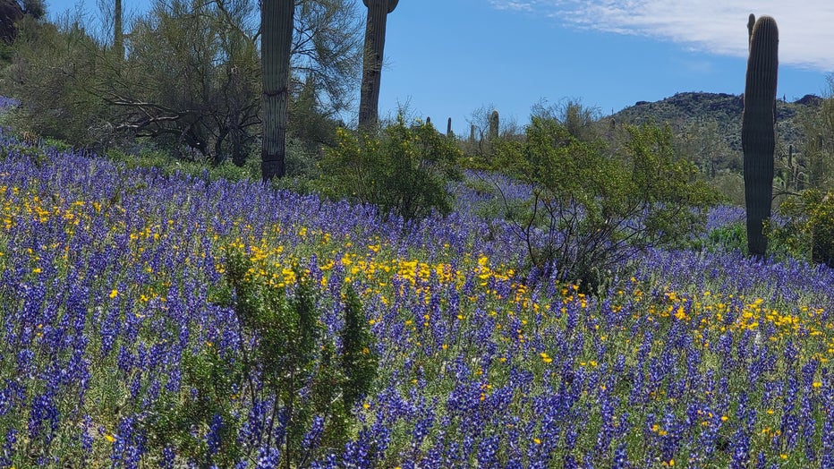 We can so get used to seeing all these wildflowers in our state! Thanks Robert H. Lovemore for sharing!