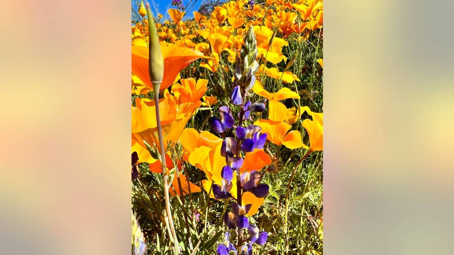 Enjoy those wildflowers while theyre still in bloom! Summer is, afterall, getting closer and closer! Thanks Lisa Moore for sharing!
