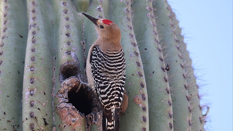Suns out, birds out! Thanks John Jimenez for sharing this photo from Gilbert!