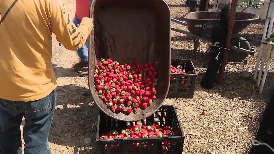 Strawberries