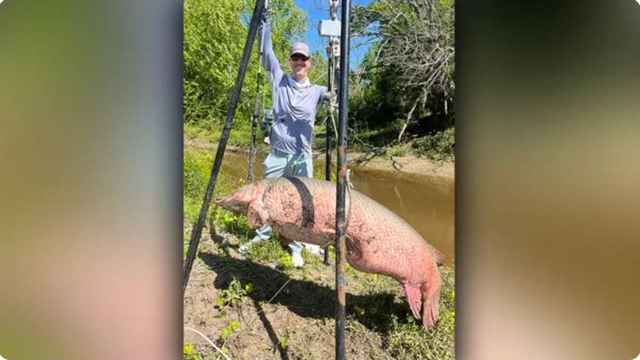 Texas trophy: Man hooks 300-pound alligator gar outside Houston