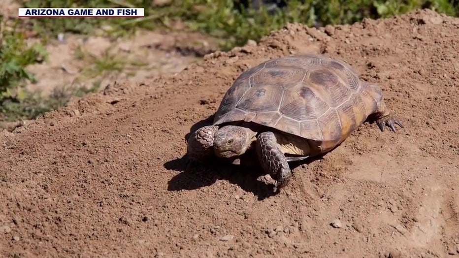 Tortoise (Courtesy: Arizona Game and Fish Department)