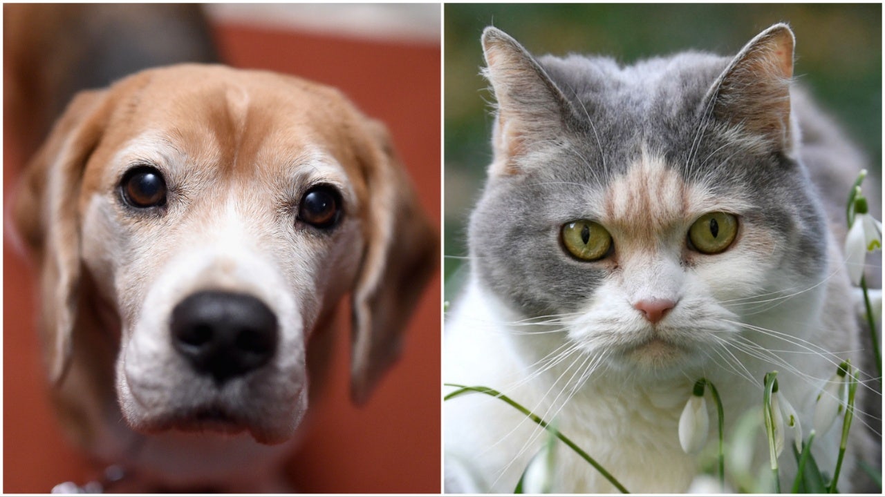 which is better cats or dogs poll