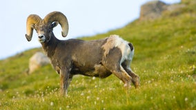 Do you know who killed a bighorn sheep in Apache County? Arizona Game and Fish need help finding suspect