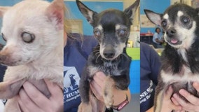 3 senior dogs find forever home in 'miracle' adoption
