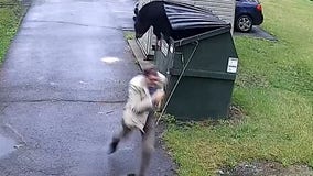 Watch: Surprised principal darts after bear pops out of school dumpster