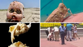 Creepy beach dolls, $6k gelato, active season for crawling critters: The week's weirdest headlines