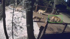 Prescott residents warned of mountain lion activity after string of attacks