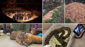 'Full body orgasm' at LA Philharmonic show, oodles of noodles dumped in woods: This week's top weird headlines